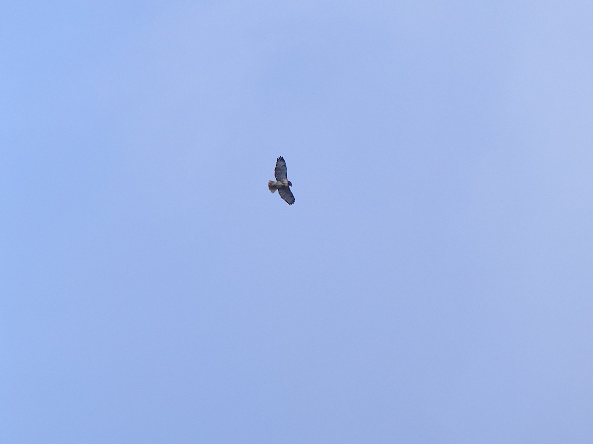 Busardo Colirrojo - ML645901162