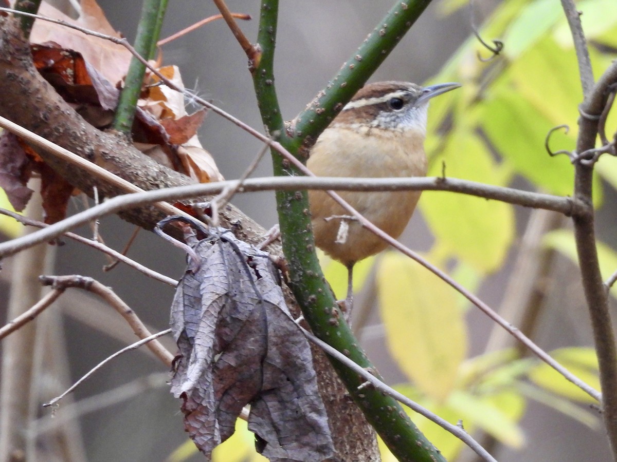 Carolina Wren - ML645901164