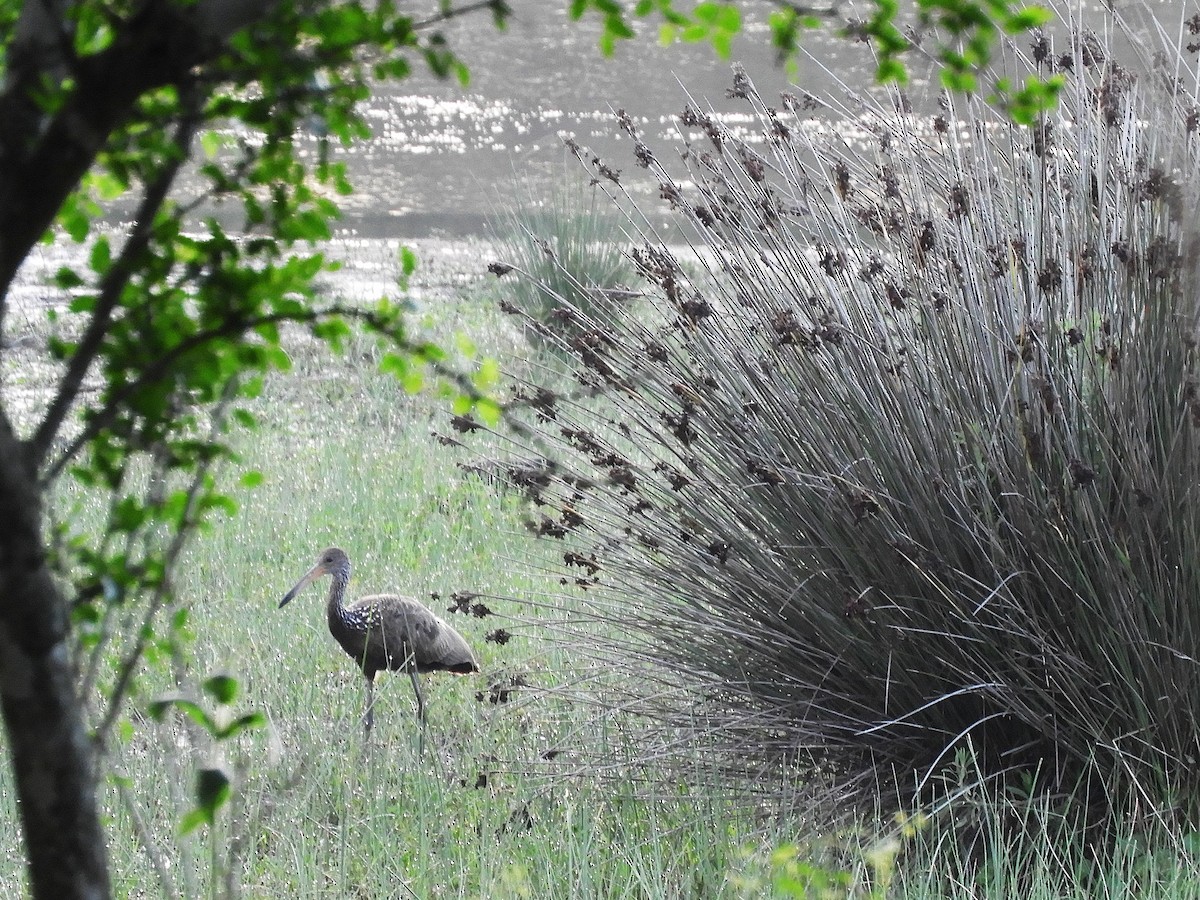 Limpkin - ML645901166