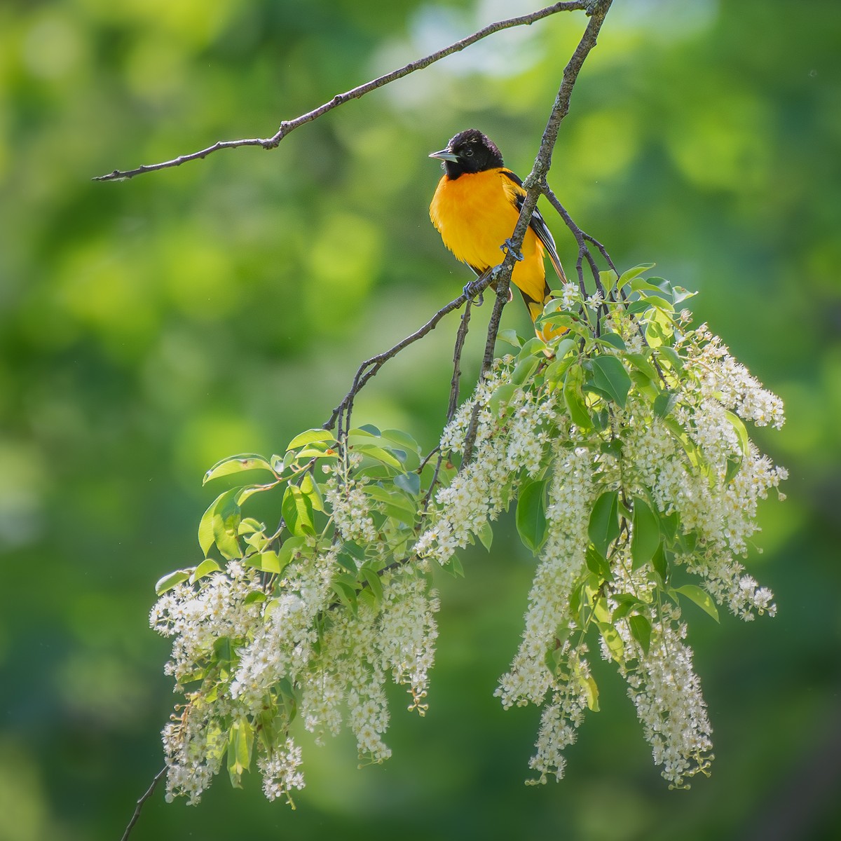 Балтиморский трупиал - ML645901184