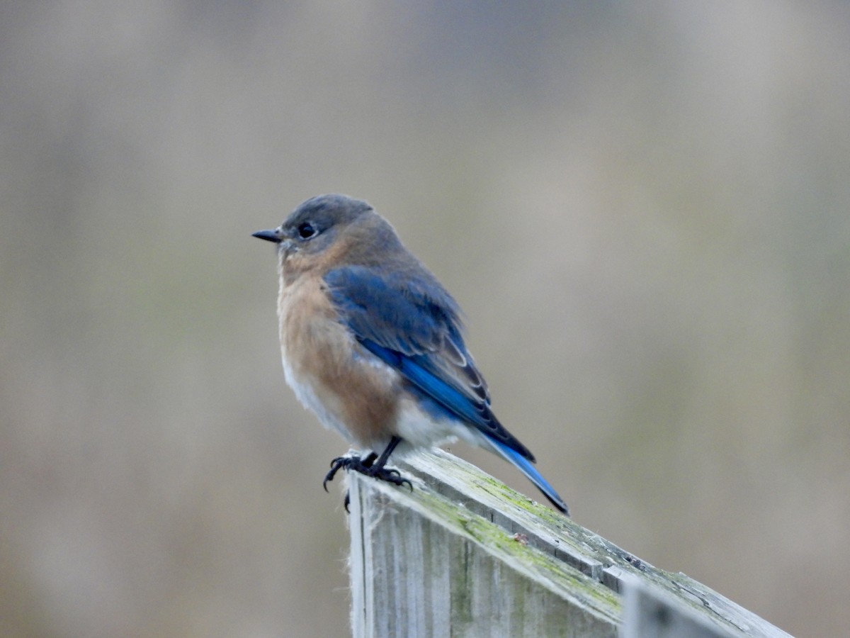 Eastern Bluebird - ML645901191