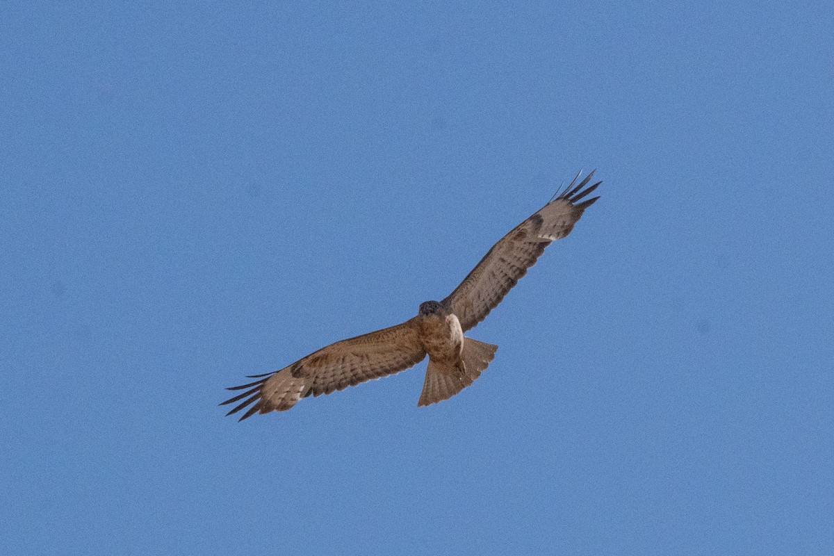 Long-legged Buzzard (Atlas) - ML645901203