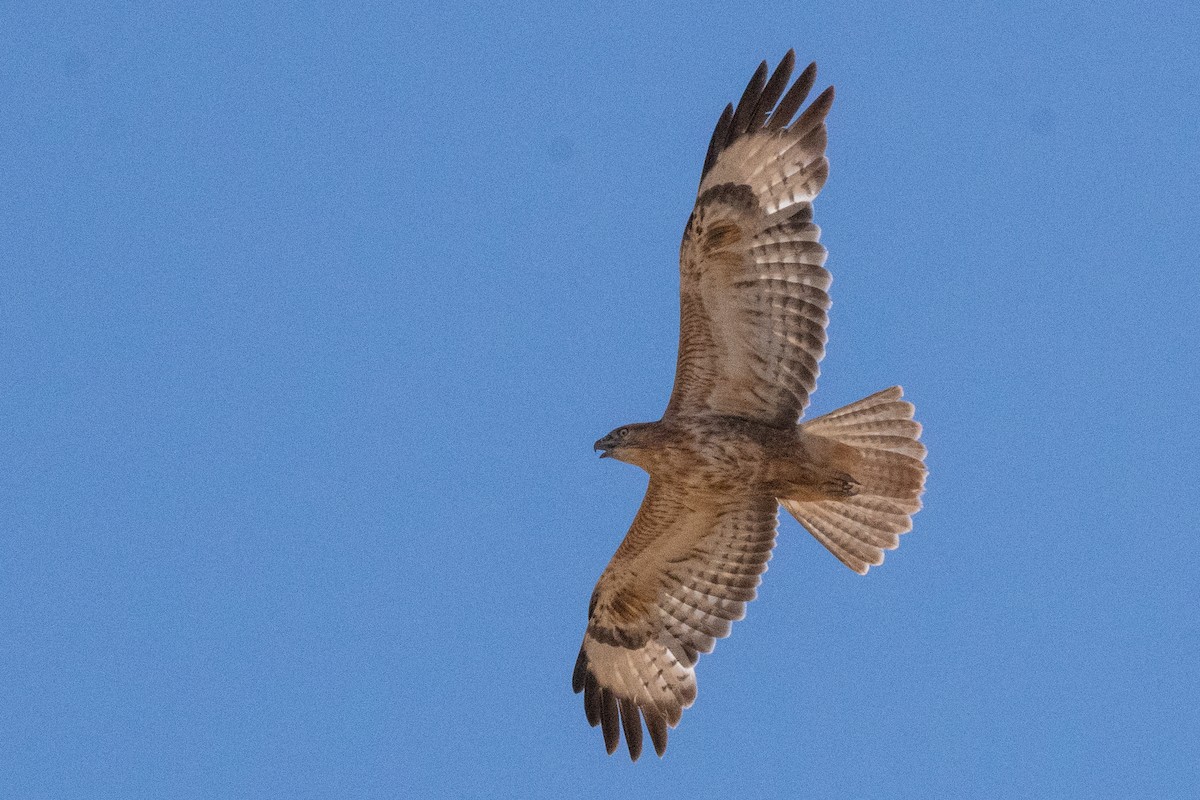 Long-legged Buzzard (Atlas) - ML645901204