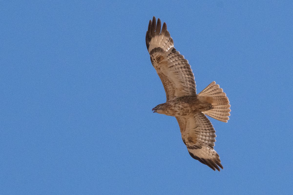 Long-legged Buzzard (Atlas) - ML645901205