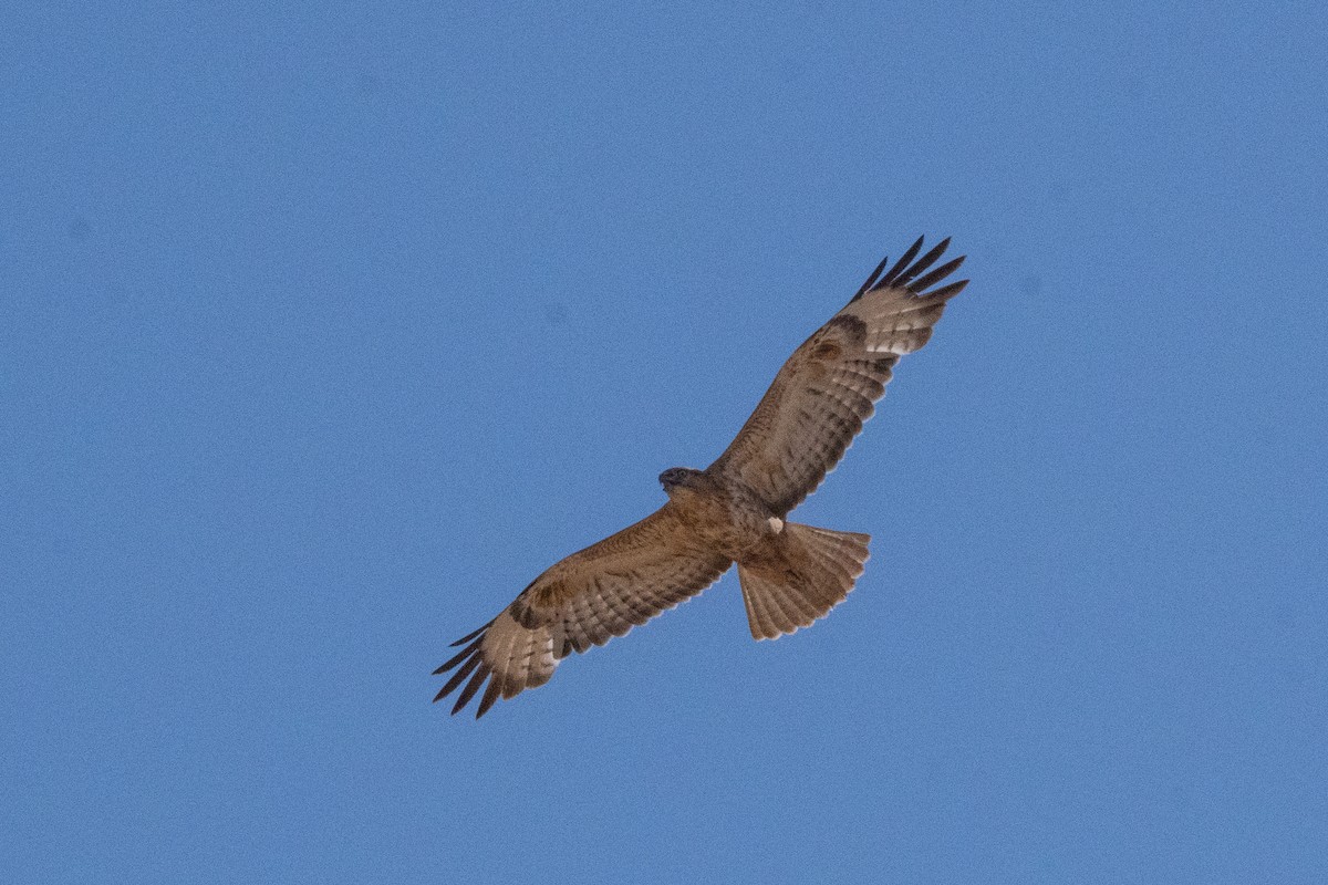 Long-legged Buzzard (Atlas) - ML645901206