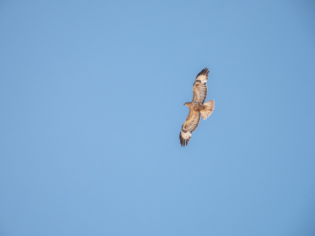 Long-legged Buzzard (Atlas) - ML645901207