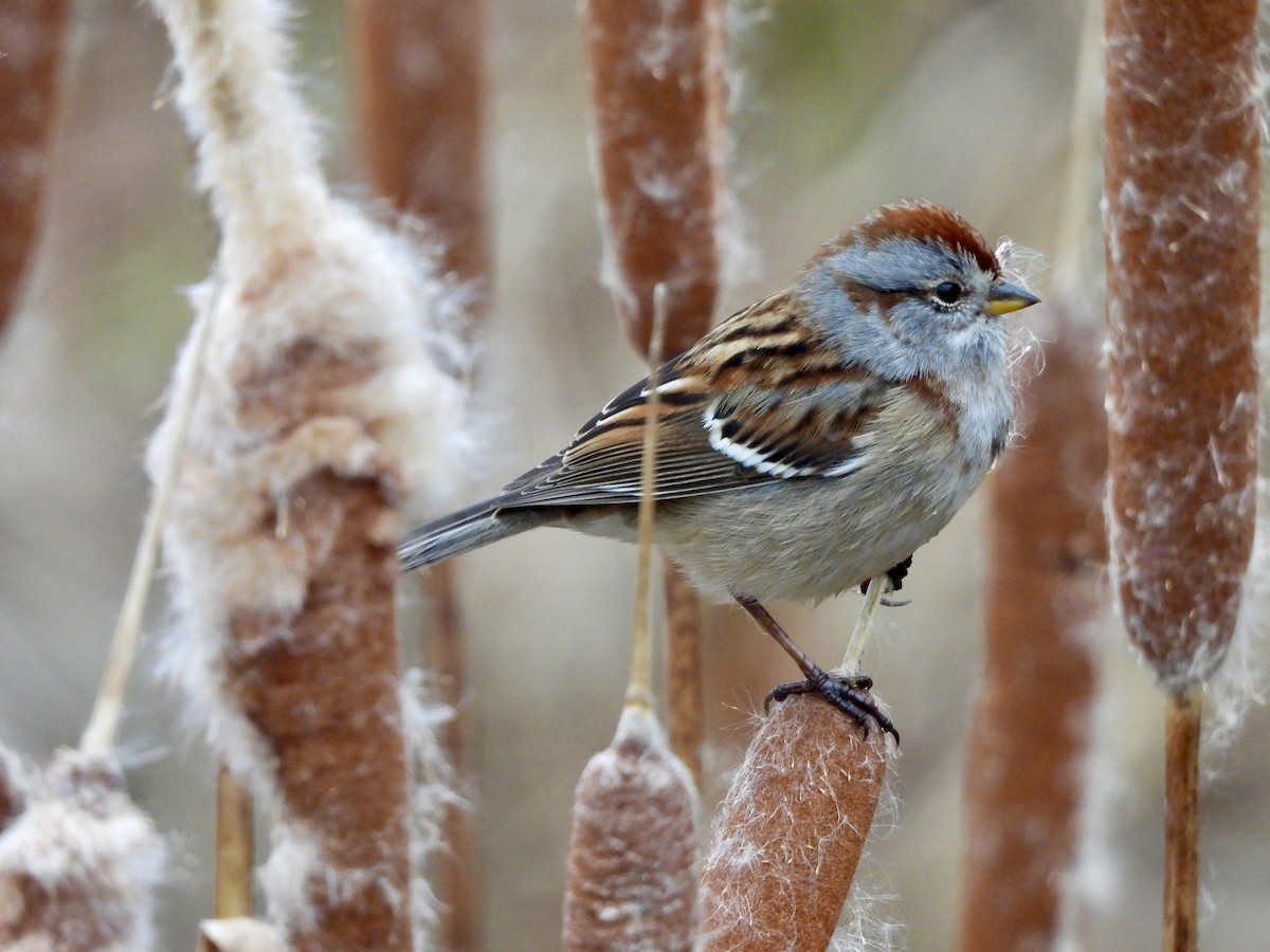 American Tree Sparrow - ML645901210