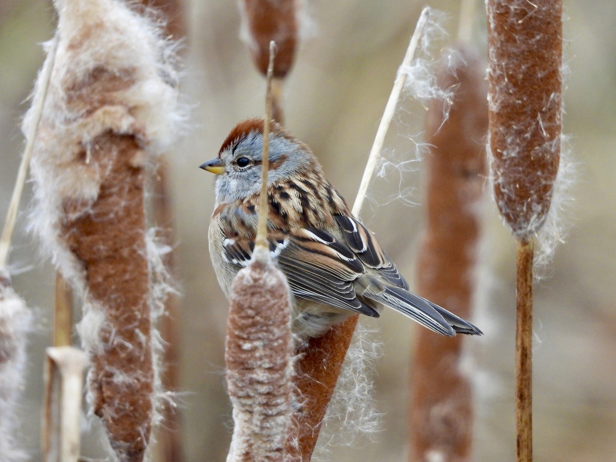 American Tree Sparrow - ML645901211