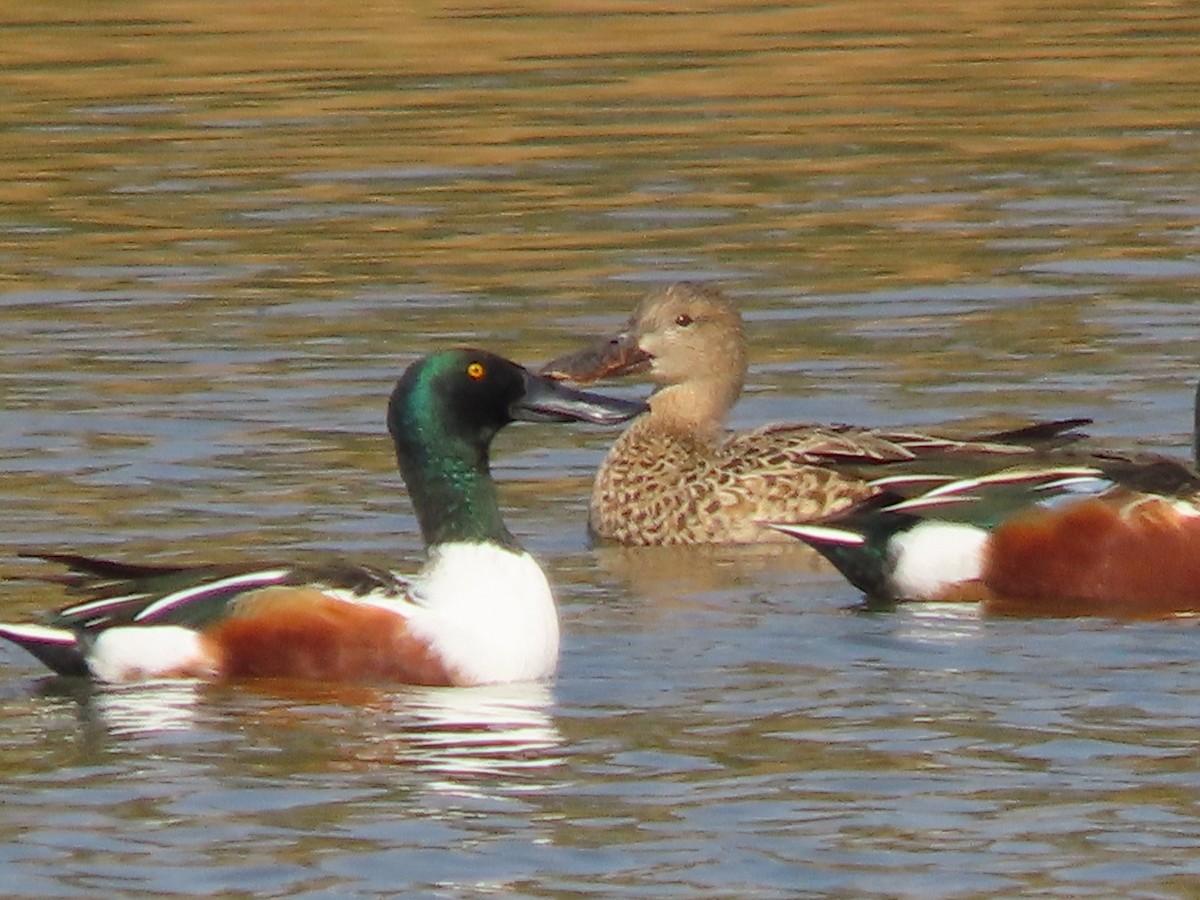Northern Shoveler - ML645901212