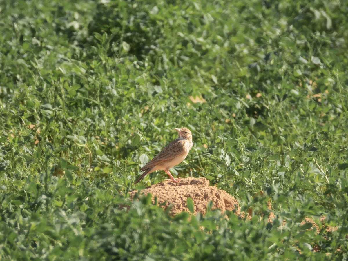 Thekla's Lark - ML645901213