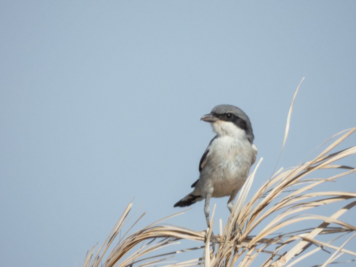 Great Gray Shrike (Sahara) - ML645901218