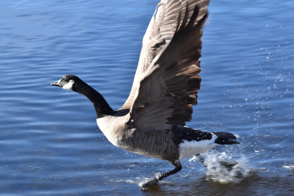 Canada Goose - ML645901219