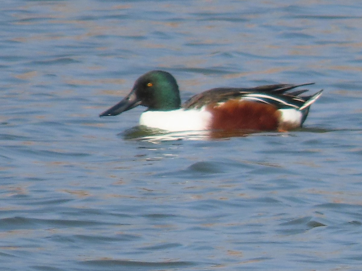 Northern Shoveler - ML645901220
