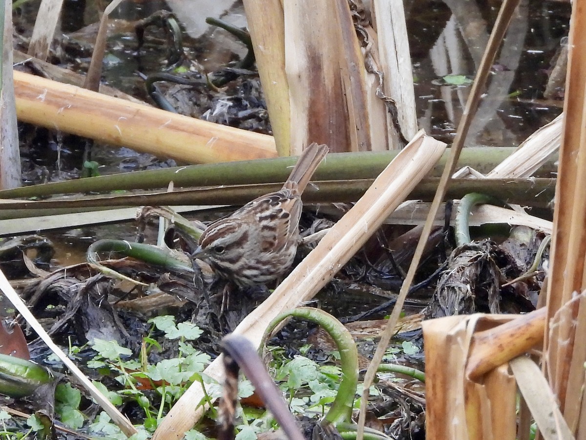 Song Sparrow - ML645901221