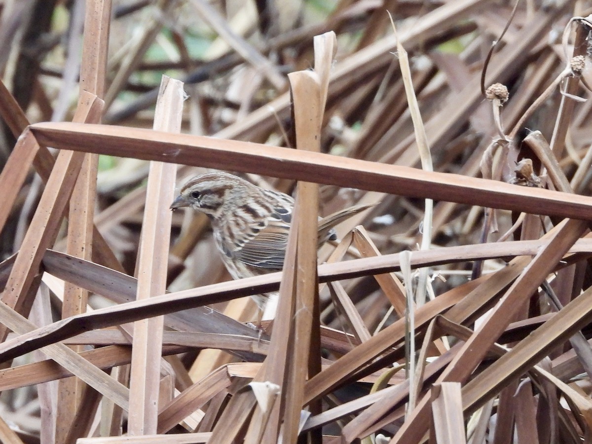 Song Sparrow - ML645901222
