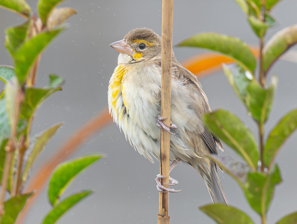Dickcissel - ML645901224