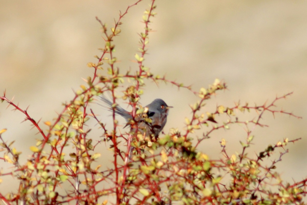 Dartford Warbler - ML645901225