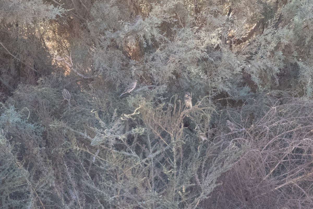 Spanish Sparrow - ML645901226