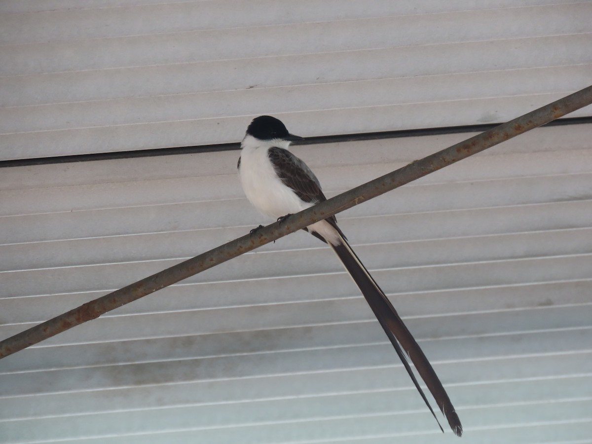 Fork-tailed Flycatcher - ML645901227