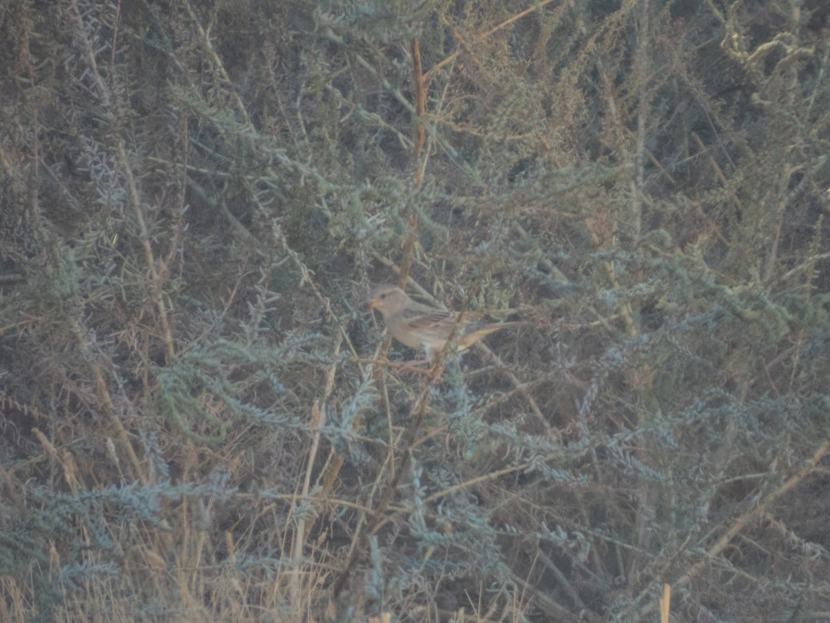 Spanish Sparrow - ML645901228