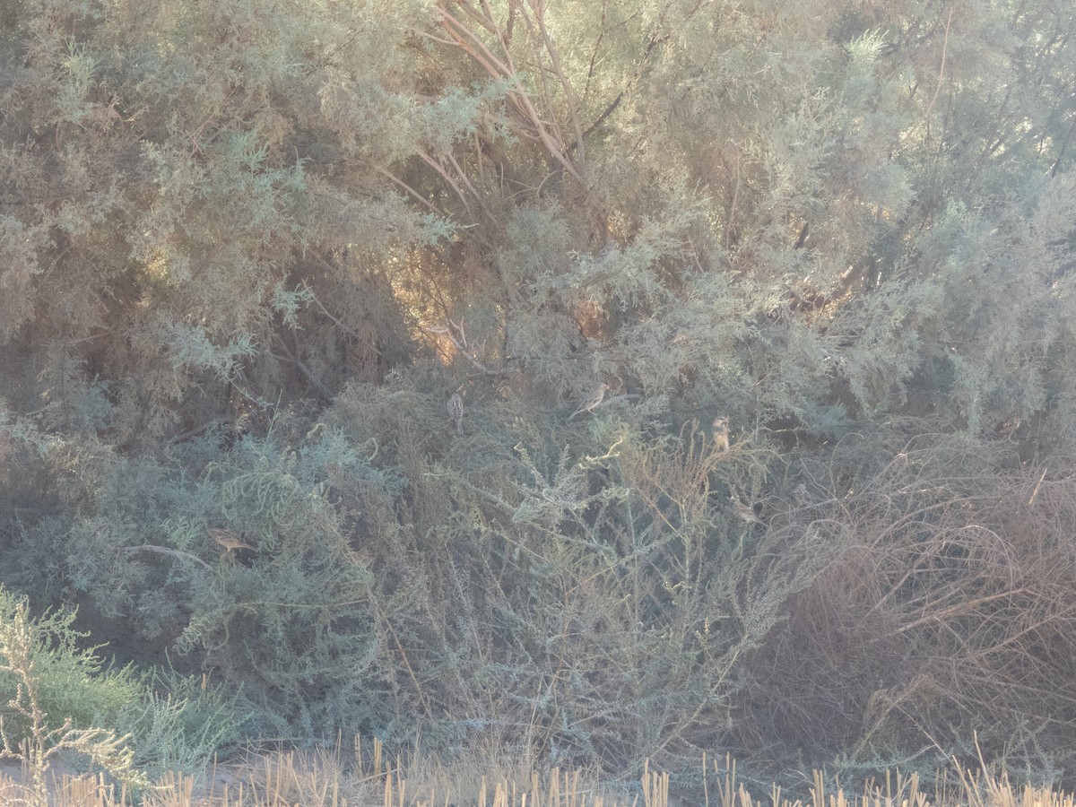 Spanish Sparrow - ML645901229