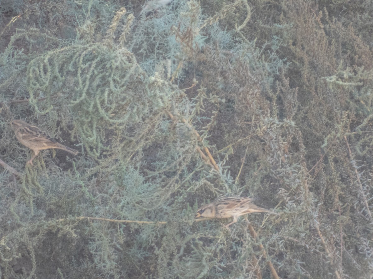 Spanish Sparrow - ML645901230