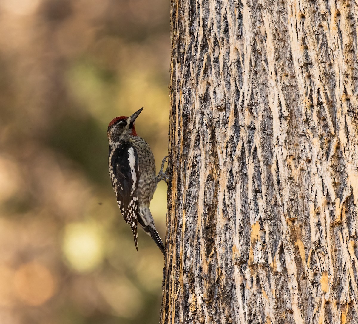 Red-naped Sapsucker - ML645901232