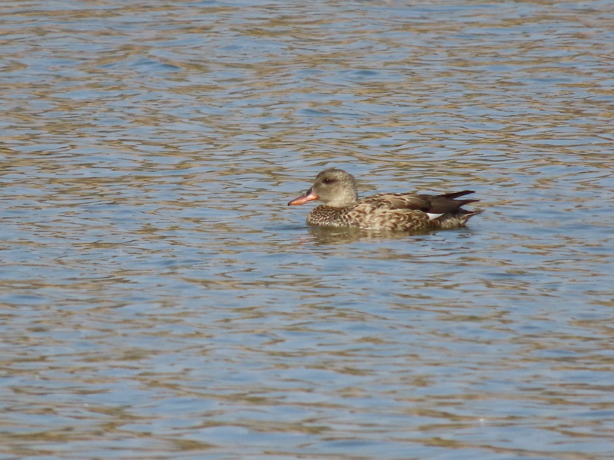 Gadwall - ML645901233
