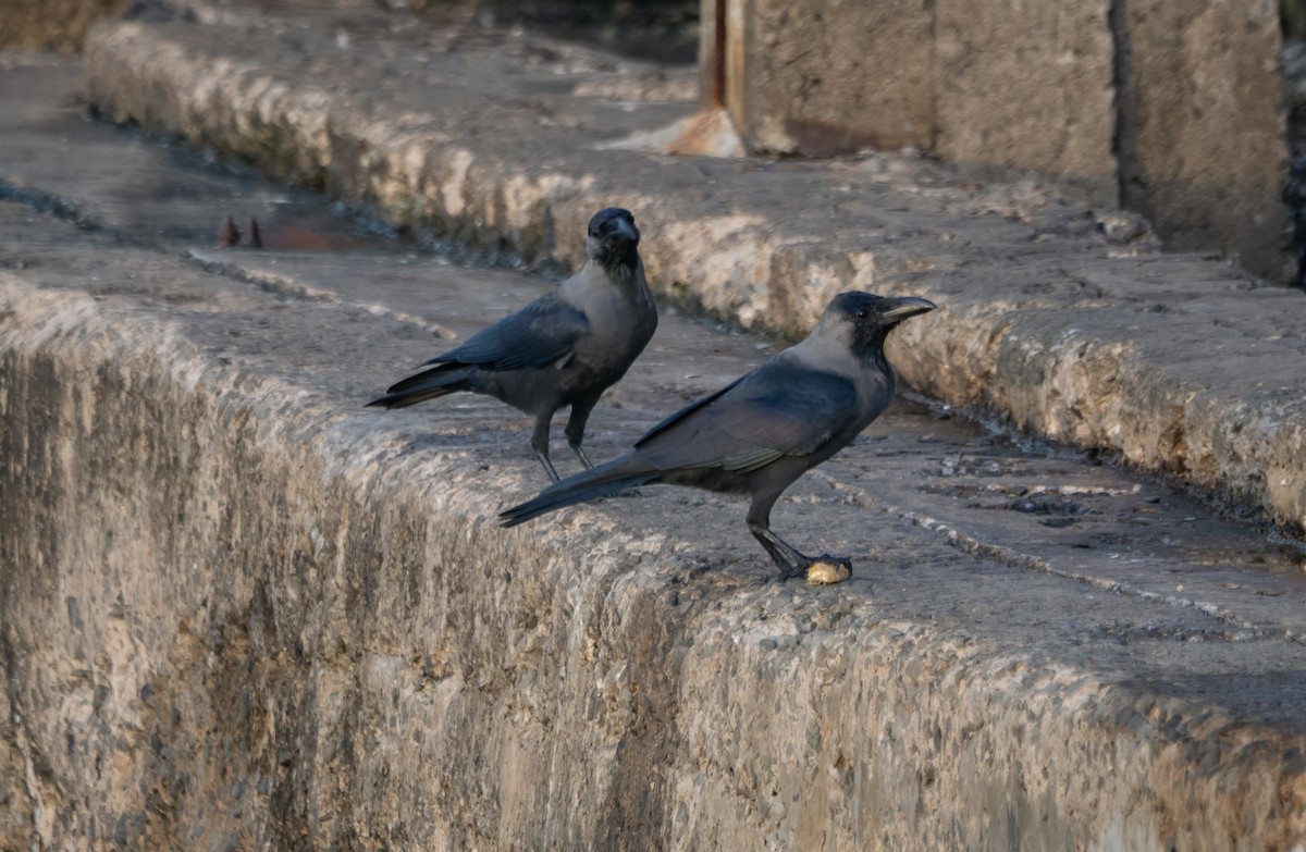 House Crow - ML645901234
