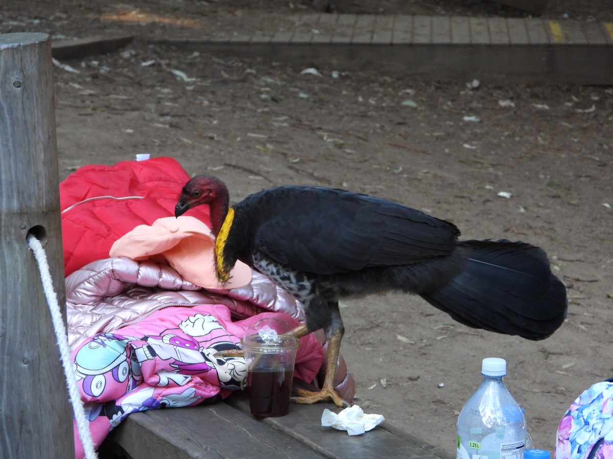 Australian Brushturkey - ML645901237