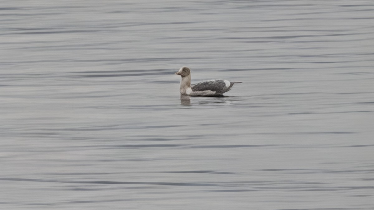 Glaucous-winged Gull - ML645901240