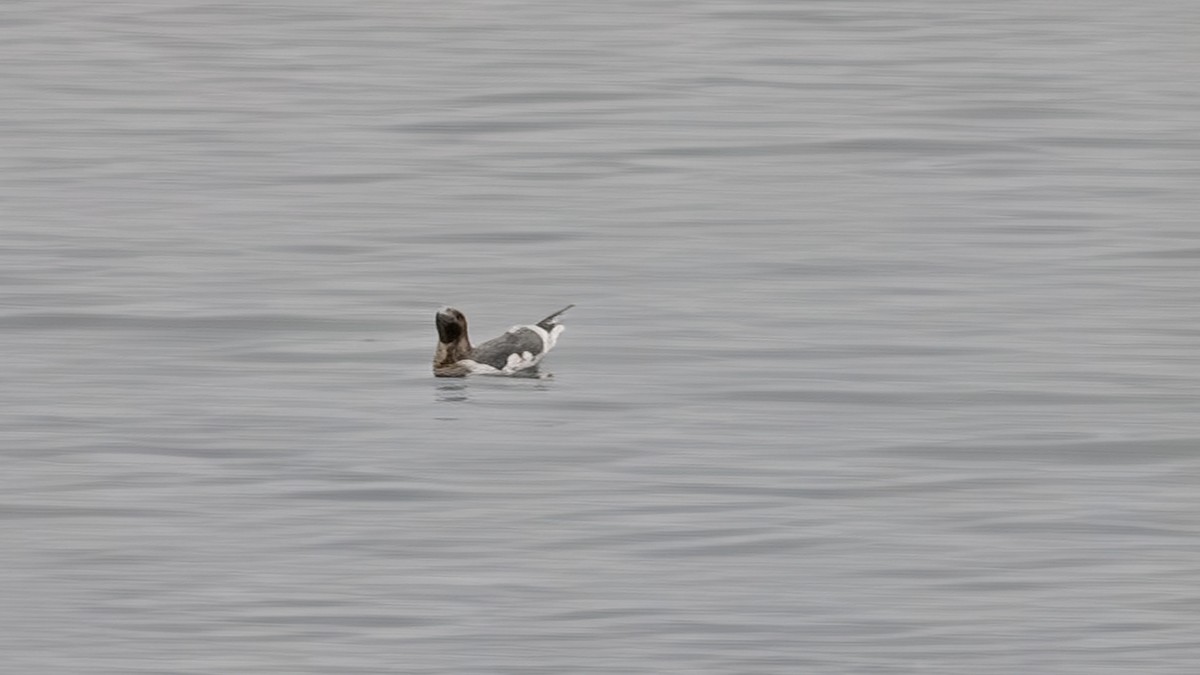 Glaucous-winged Gull - ML645901242