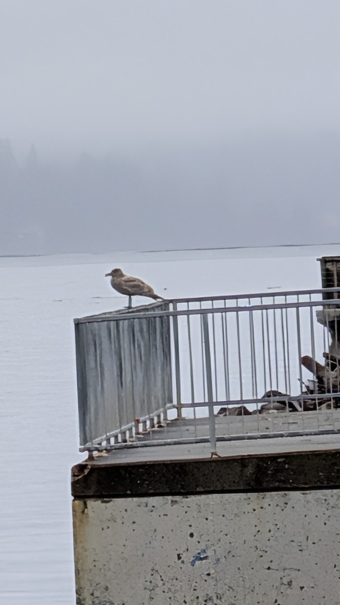 Glaucous-winged Gull - ML645901243