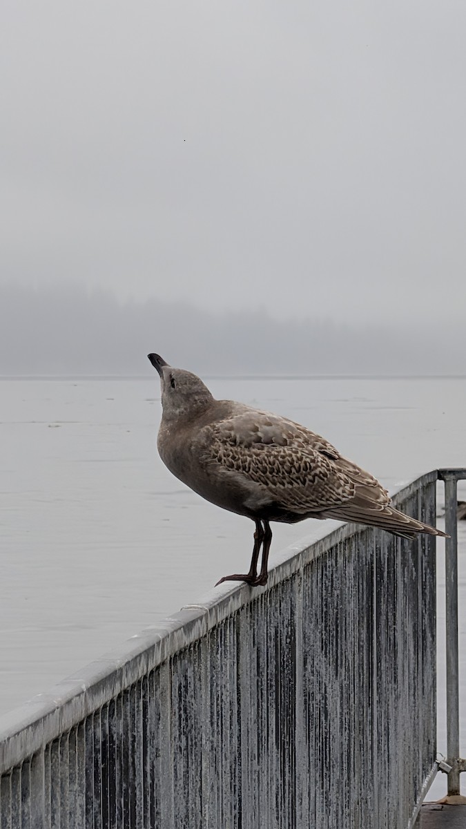 Glaucous-winged Gull - ML645901244