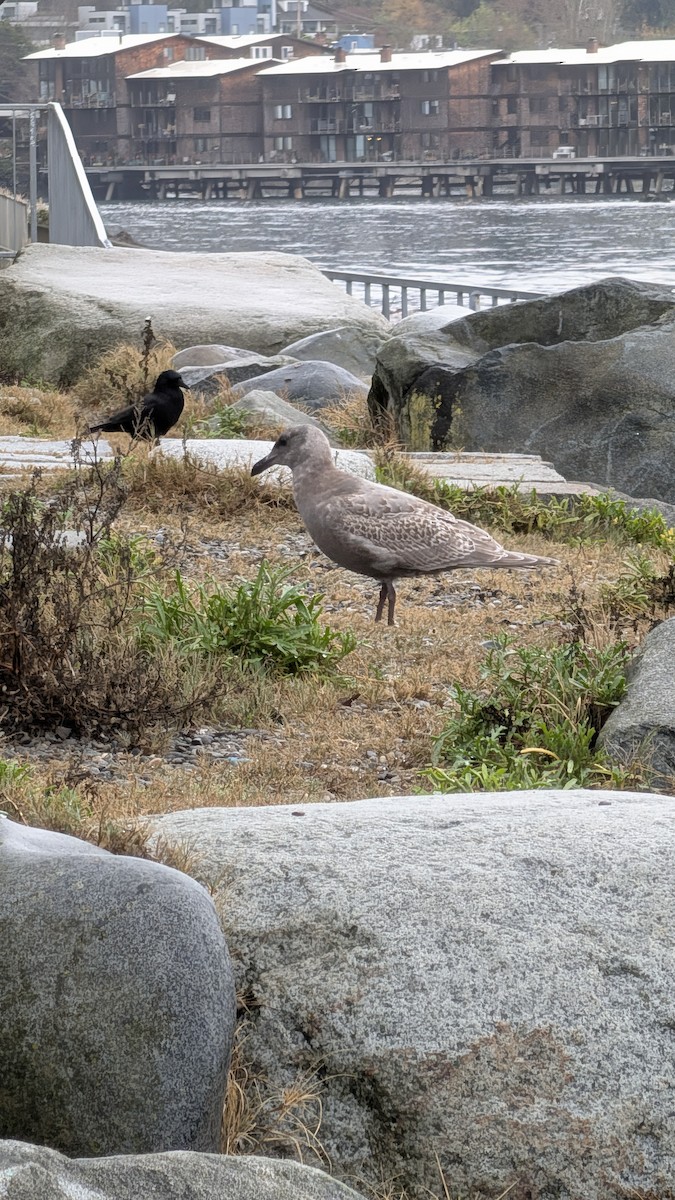Glaucous-winged Gull - ML645901245