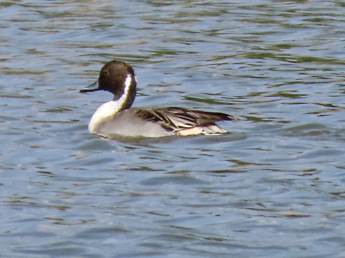 Northern Pintail - ML645901246