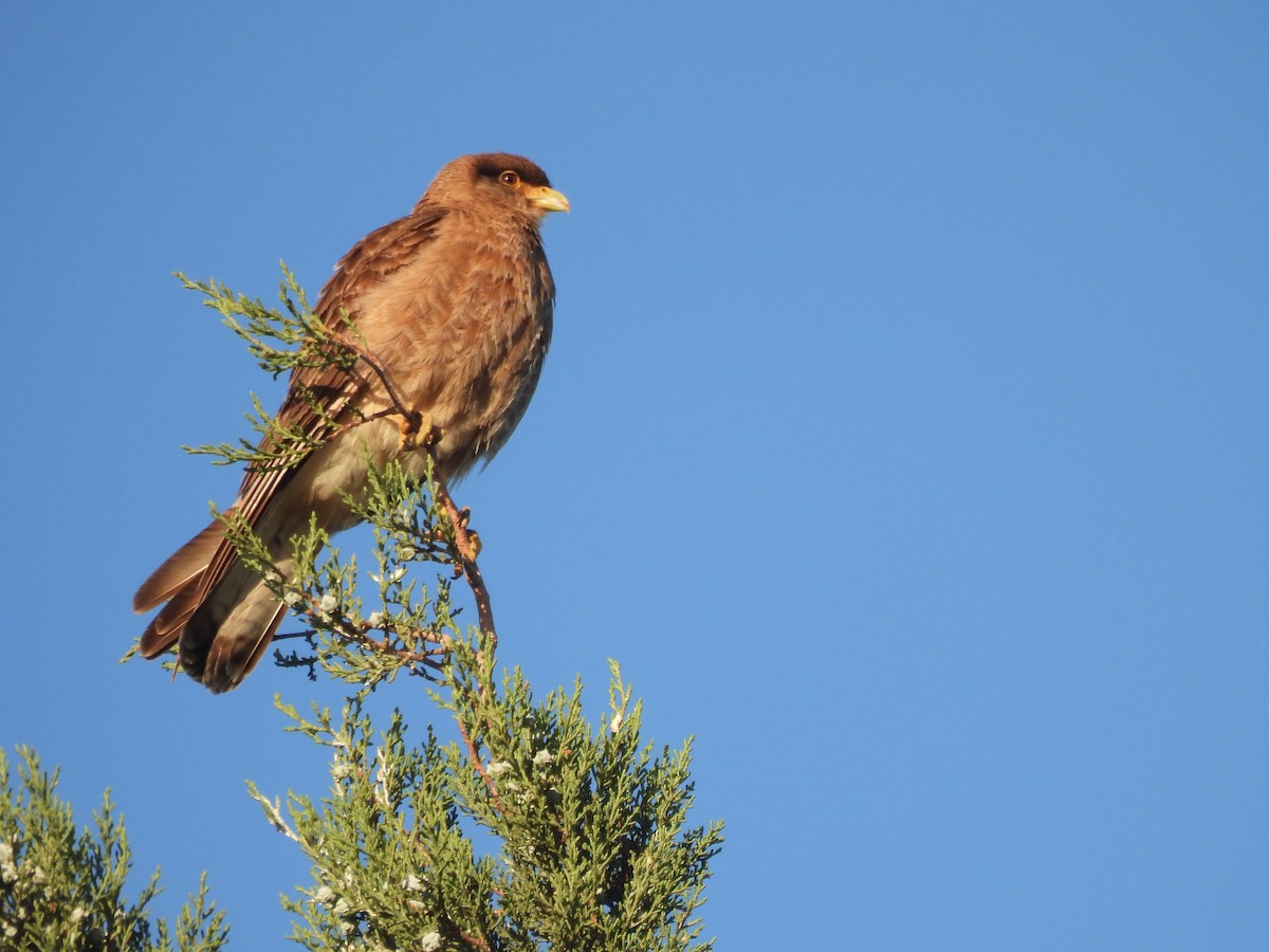 Chimango Caracara - ML645901247