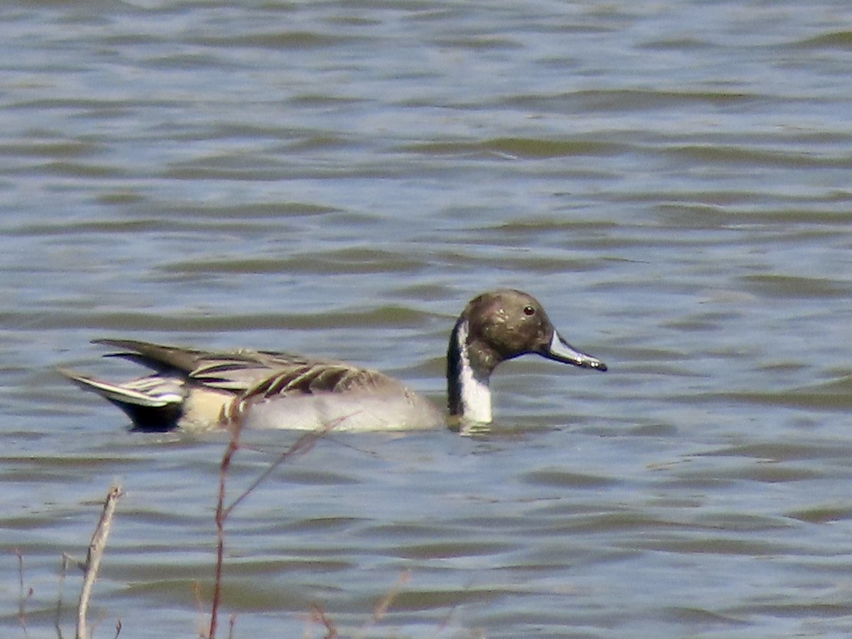 Northern Pintail - ML645901248