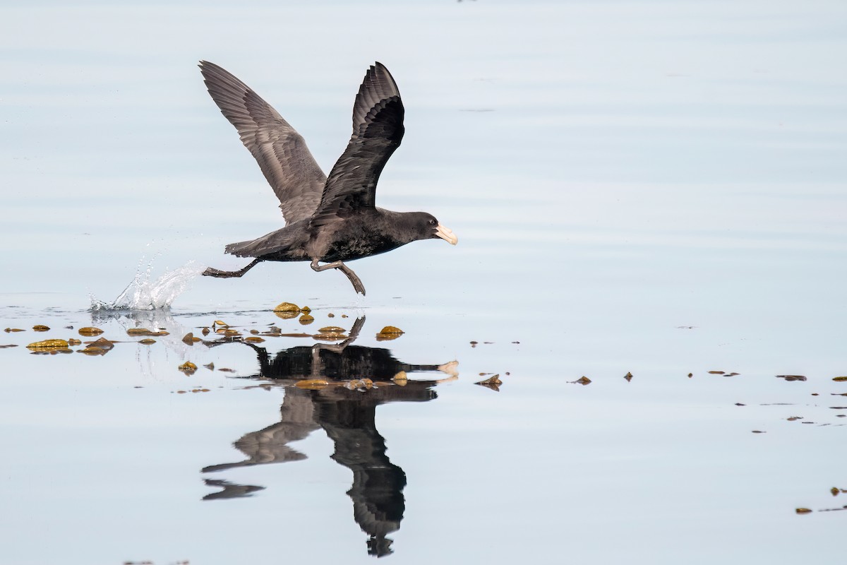 Southern Giant-Petrel - ML645901251