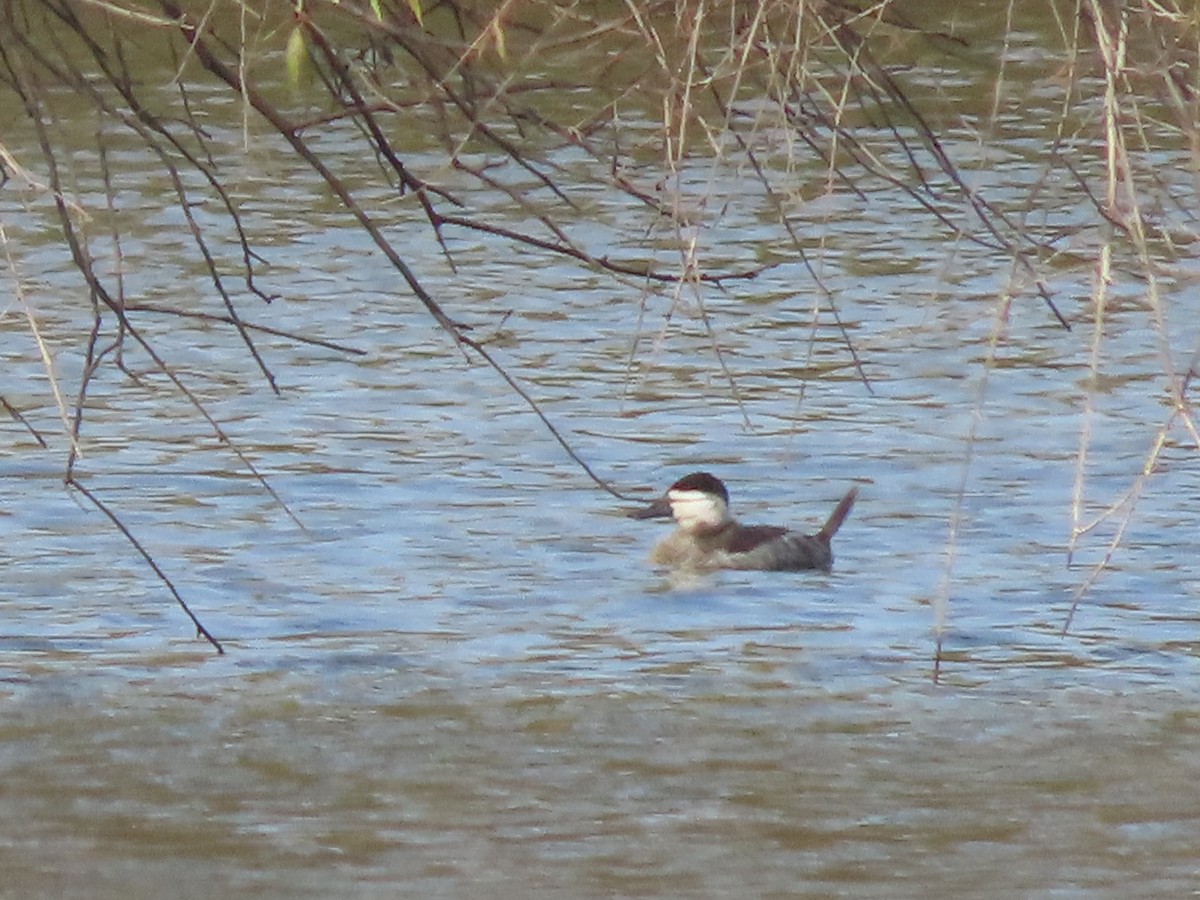 Schwarzkopf-Ruderente - ML645901257