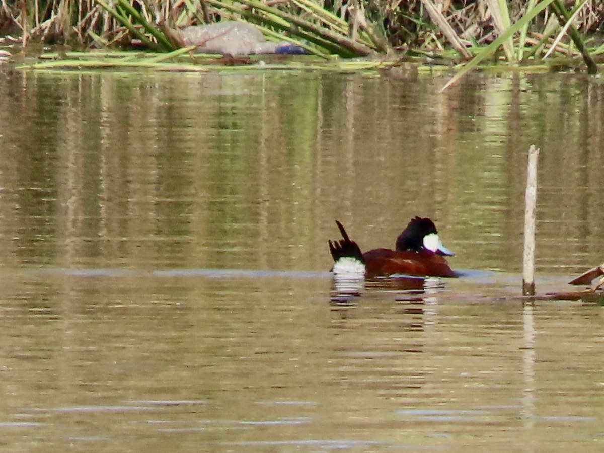 Schwarzkopf-Ruderente - ML645901261