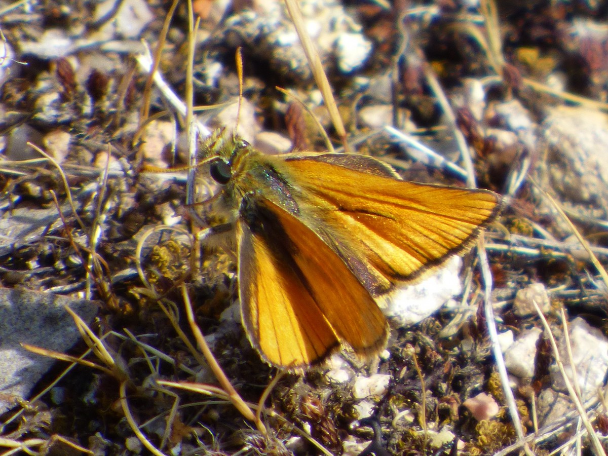 Small Skipper - ML645901265