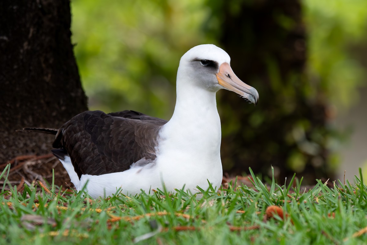 黑背信天翁 - ML645901268