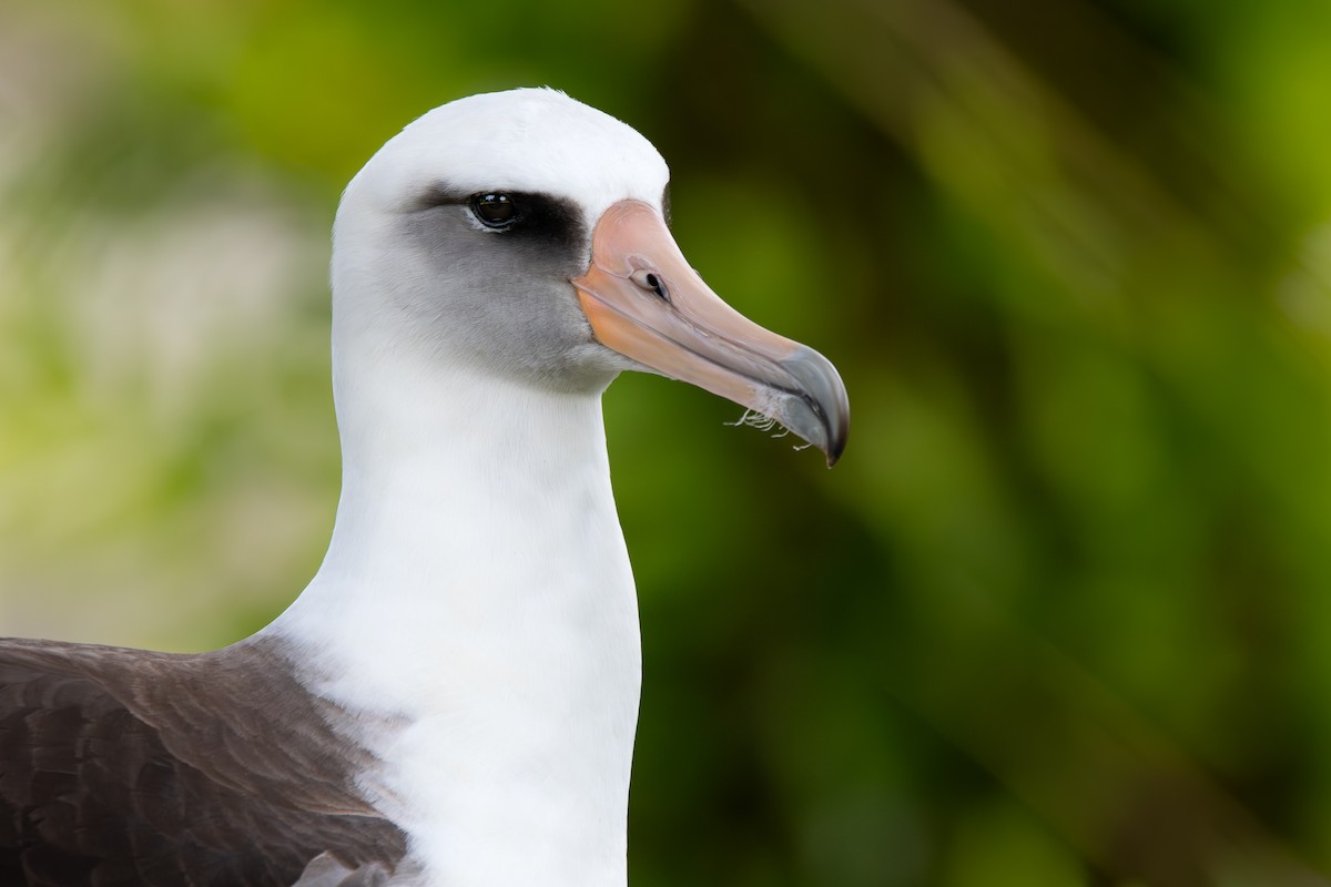 黑背信天翁 - ML645901269