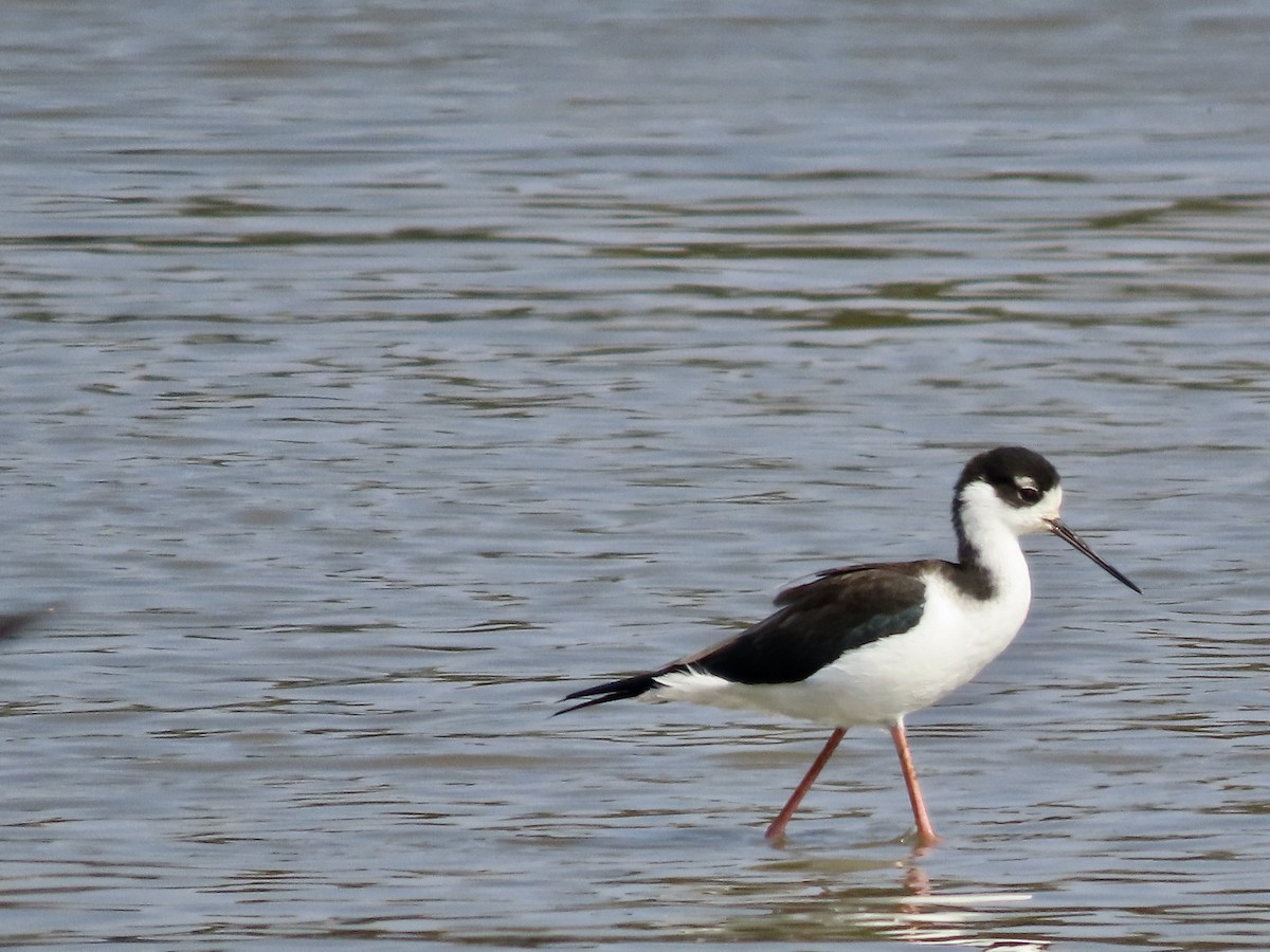 Black-necked Stilt - ML645901274