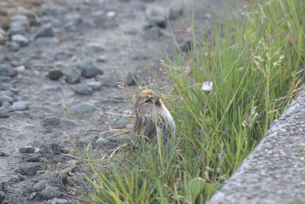 Pardillo Sizerín (alpino) - ML645901289