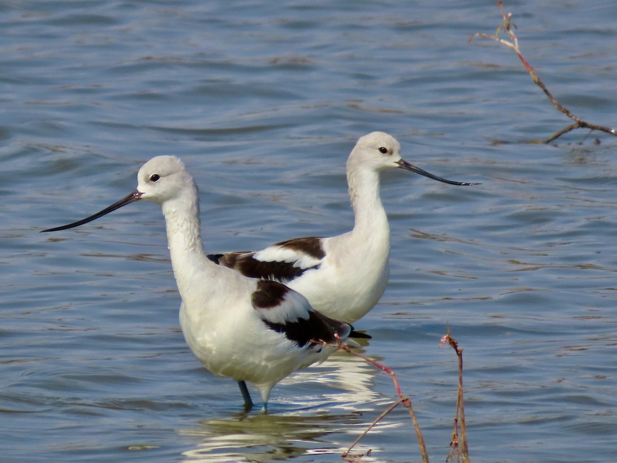 American Avocet - ML645901306