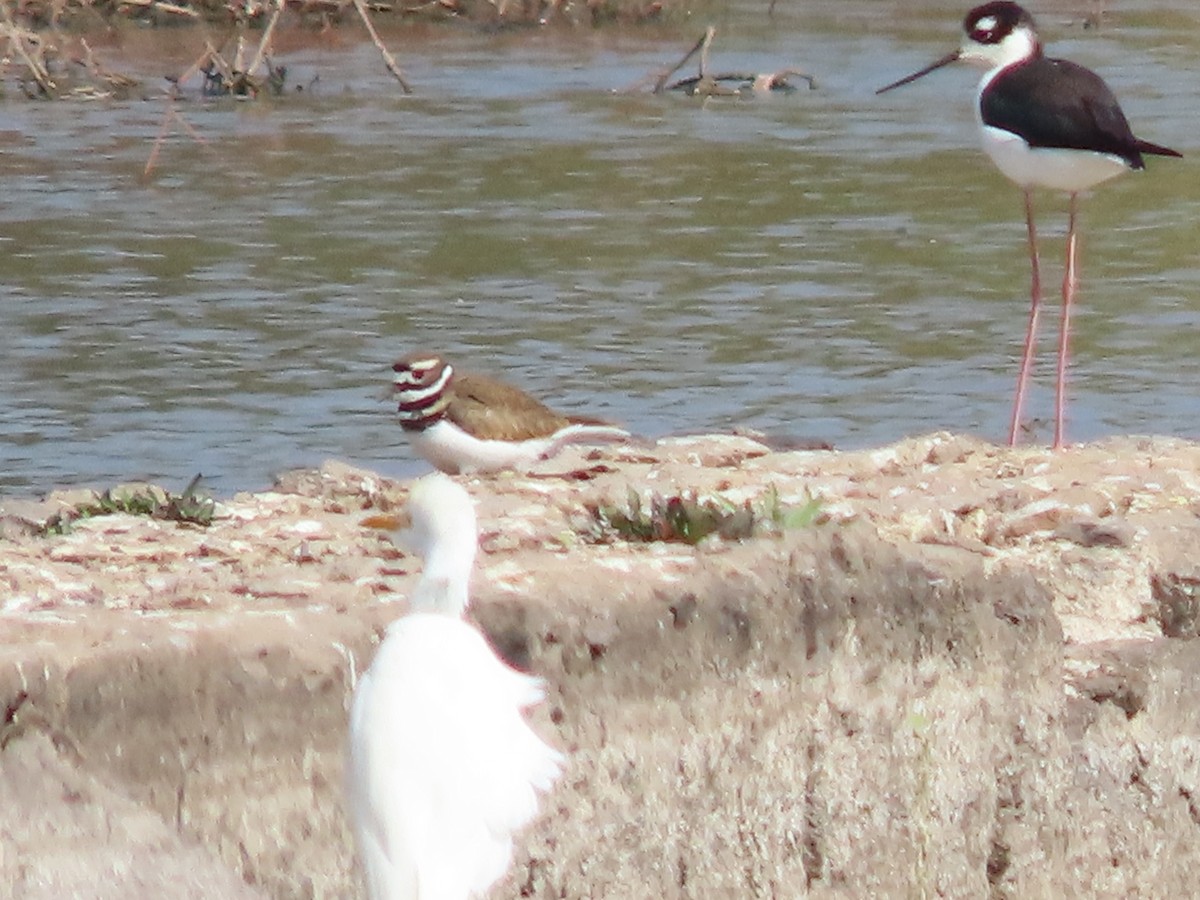 Killdeer - ML645901321