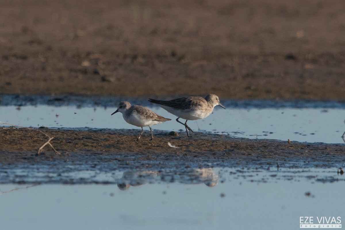 jespák srostloprstý - ML645901329