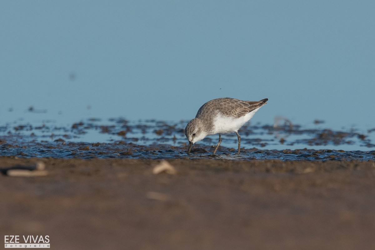 jespák srostloprstý - ML645901330